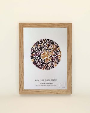 Petit tableau, herbier marin d'algues mousse d'Irlande en forme de cercle.