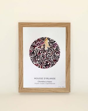 Petit tableau, herbier marin d'algues mousse d'Irlande en forme de cercle.