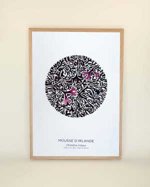 tableau d'algues pressées séchées en forme de cercle à partir de mousse d'Irlande alguier