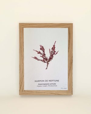 Tableau mini harpon de Neptune, algue rouge, cadre bois, décoration murale végétale.