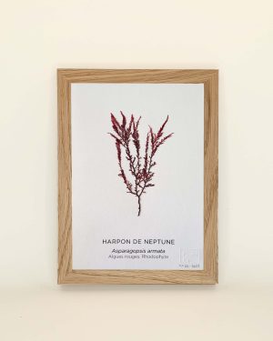 Tableau mini harpon de Neptune, algue rouge, cadre bois, décoration murale végétale.