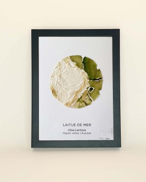 Herbier marin, tableau botanique de laitue de mer de la côte vendéenne.