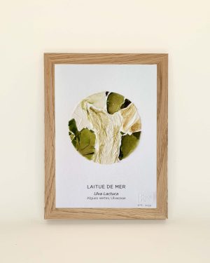 Tableau Alguier laitue de mer petit format 2026-07